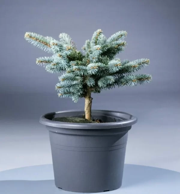 Ель колючая ("Glauca Globosa")