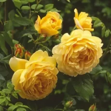 Роза английско- парковая Голден Селебрейшн