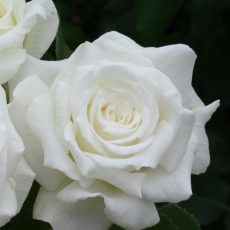 Роза Чайн-гибридная "Анна де Киев"