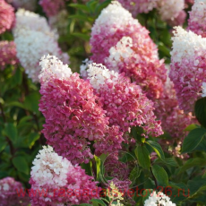 Гортензия метельчатая 'Strawberry Blossom' (С3, 040-060)