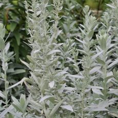 Полынь Людовика "Silver Queen" C2-C3