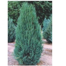 Можжевельник скальный Блю Эрроу