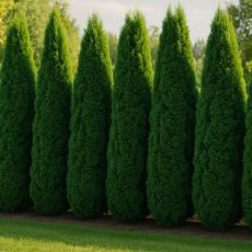 Туя Колумна С 7,5