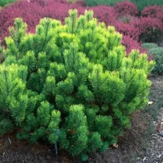 Сосна горная видовая, С5/С7,5