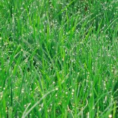Семена газонной травы