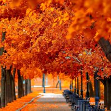 Аллейные деревья