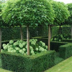 Декоративные растения