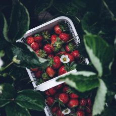 Земляника садовая (клубника)