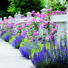 Многолетние цветы