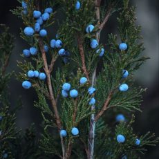 Можжевельник