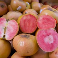 Яблоня мм-106 Пинк Пёрл С5