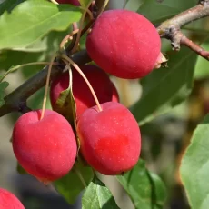 Яблоня Китайка Керр С5