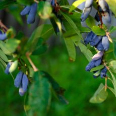 Плодовые кустарники