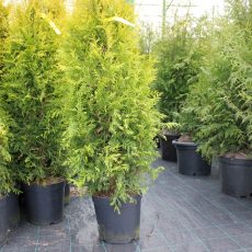 Туя Голден Брабант Р9