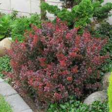 Барбарис Тунберга 'Атропурпуреа нана'- 'Atropurpurea nana' (С3, 020-040)