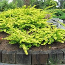 Барбарис Тунберга 'Зелёный ковёр' - 'Green Carpet' (С3, 040-060)